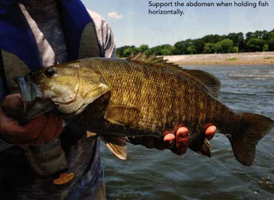 Support the abdomen when holding fish horizontally.