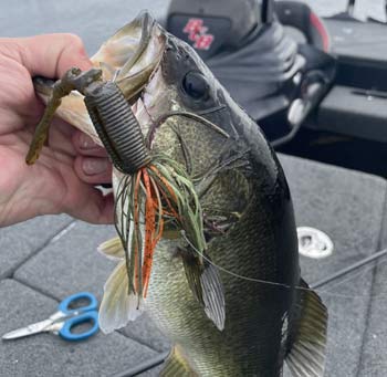 The ChatterBait will work in all months but shines during the spring when most of the bass population is in shallow water.