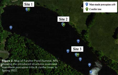 Map of Fancher Pond (Summit, NY), showing the introduced structures examined, man-made porcupine cribs and conifer trees, in Spring 2022.