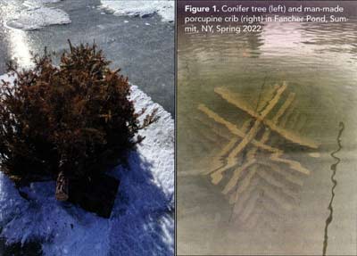 Conifer tree (left) and man-made porcupine crib (right) in Fancher Pond, Summit, NY, Spring 2022