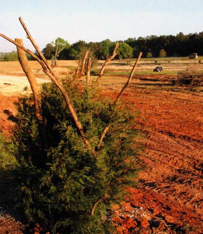 In this new lake, the owner knew cedar wouldn't last long, so he "planted" Bois d'arc tree limbs in the dirt and zip-tied cedar to the limb to add mass. Good idea.