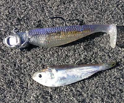 When the water turns cold, Bassmaster Elite Series Paul Mueller matches the size of his swimbait to the baitfish that bass are eating. On many waters, that means using one about 3 inches or shorter. Photo courtesy of Paul Mueller