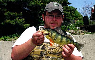 Yellow perch are game fish, but because they spawn so early in the year, make a reasonable forage fish as well