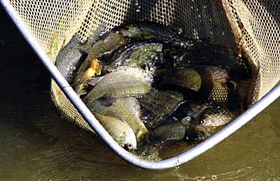 This sampling ofbluegills with a few bass came from a balanced pond where bluegills are the primary forage fish. 