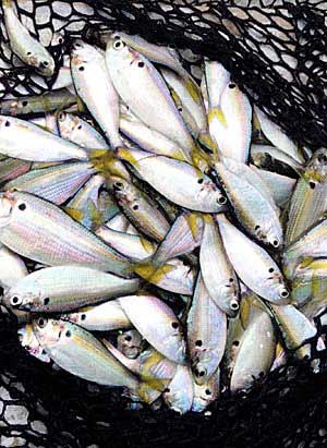 Threadfin shad are a great addition for a bass fishery. Understand they die when the water temperature drops below 42 degrees, and they live mostly in open water for much of the year. Those facts influence their usage.