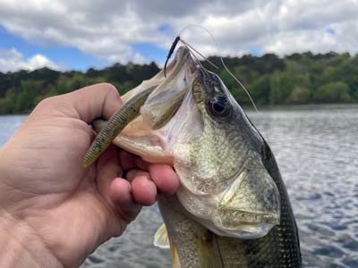 Simple baits like a wacky-rigged Senko are great for catching fish and ensuring you get many bites.