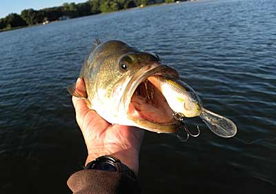 bass fishing crankbaits