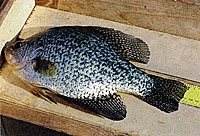 Smallmouth bass and the crappies, both black and white, spawn in the same time frame. These three species are nest builders.