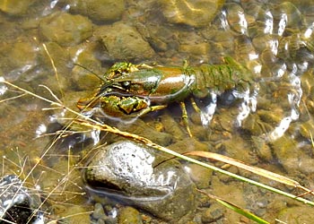 If you want to make a bass eat, study what it eats — like craws.