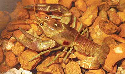 Orconectes virilis, courtesy of Missouri Department of Conservation.