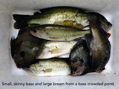 Crowded bass