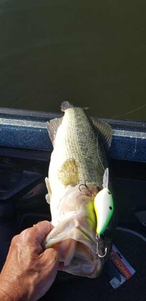 A deep-diving crankbait is Steve Wilson’s top lure for catching reservoir bass during heavy generation periods.