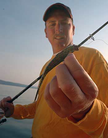 A soft plastic jerkbait is an ideal lure for tricking bass hiding behind current breaks.