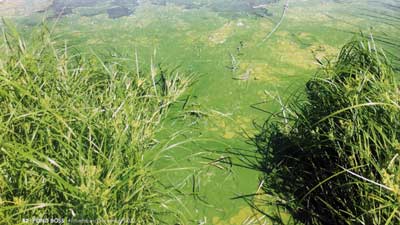 Blue-green algae often looks like floating green paint. Photo courtesy of Texas A&M AgriLife Extension Service, https://aquaplant.tamu.edu/