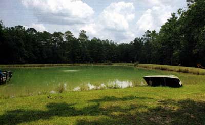 Euglena can be confused with cyanobacteria blooms. But, here, the color will change—photo courtesy of Texas A&M AgriLife Extension Service, https://aquaplant.tamu.edu/.