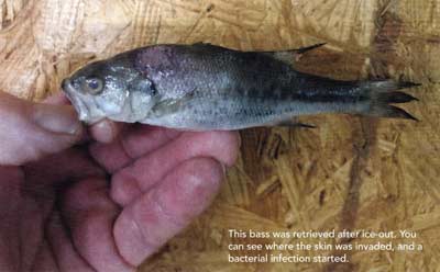 This bass was retrieved after ice-out. You can see where the skin was invaded, and a bacterial infection started.