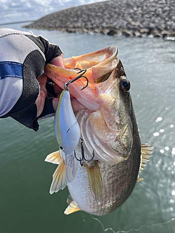 The Strike King 6XD is a proven crankbait that works just about everywhere.