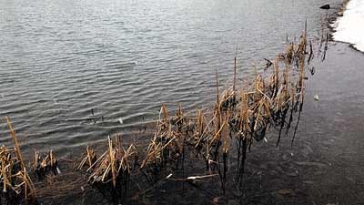 It won't be long until peripheral plants grow to stabilize shoreline soils and provide habitat for tiny, newly hatchedfish.