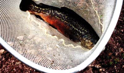 Even trout don't thrive in frigid waters. This Tiger trout prefers water in the 50s.