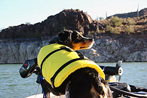 You can even get a life jacket for your dog.This one has a handle on top so you can haul her back onto the boat.