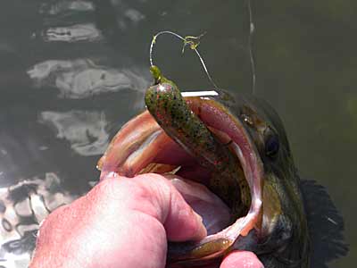 Bass with tube in mouth