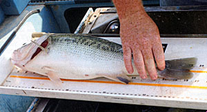 Part of the process is to measure the fish accurately and take good notes.