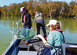 Sometimes it's fast and furious on the bow of the electrofishing boat.