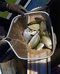 A typical sampling of fish from electrofishing.