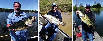 Left to right: Growing big bass as this takes thought and effort. Double-digit bass don't just happen, they need great genetics and lots of food. Huge bass!