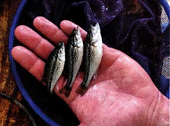 Adding Florida bass fingerlings to your pond could be a good idea, if you have set the stage, and the table.