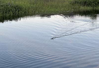 Fishing a topwater in the evening is a perfect way to spend an early summer evening.