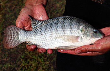 The way tilapia store fat is a big reason they perish in colder waters.