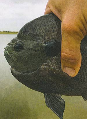 This bluegill is ready for winter Nutritionally bold, well built, and in great shape