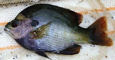 Bluegills skinny? Ramp up the feeders. Prepare for fall growth spurts.