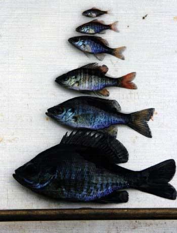 Does your fishery have diverse sizes of baitfish like this? You're probably in good shape.