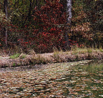 As fall comes, expect mats of leaves from surrounding trees. If not removed, they add to the biomass of decomposing organic matter.