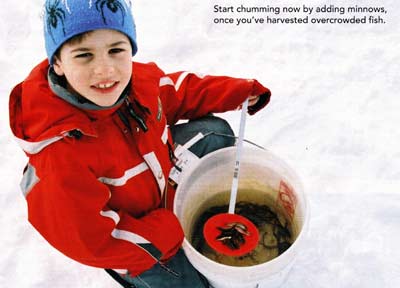 Start chumming now by adding minnows once you've harvested overcrowded fish.