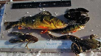 A sampling of creatures produced in Fish Fry Lake. Fathead minnows play a big role.