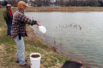 Supplemental feeding expedites growth rates.