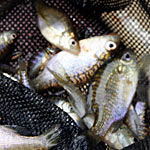 Fish food doesn't replace valuable natural forage.