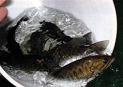 Smallmouth bass, under controlled conditions, have selective feeding habits.