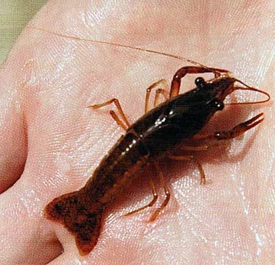 Crawfish are preferred prey, probably due to their abundance and availability for eating.