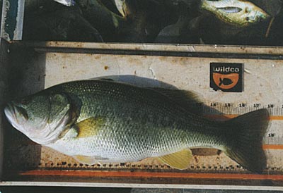 This fish grew approximately 3 lbs. in 11 months and had a relative weight of 108.