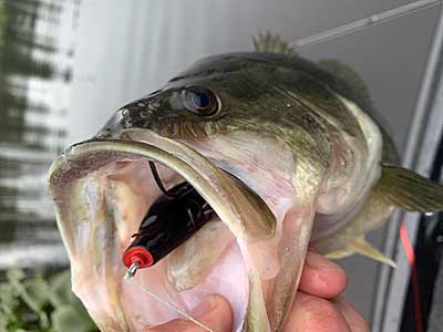 Bite-sized frogs still catch full-sized bass.