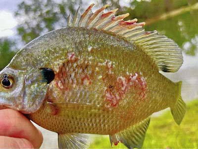 Lesions on the side of a fish need attention and advice