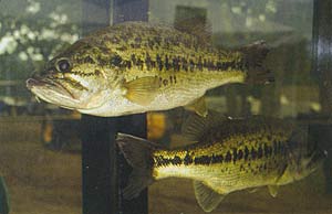 largemouth bass