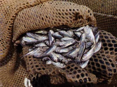 These threadfin shad were captured in a big school, moving in unison while electrofishing.