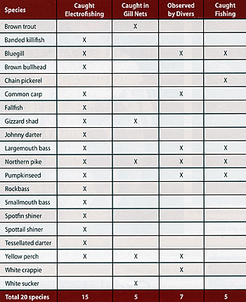 Fish chart