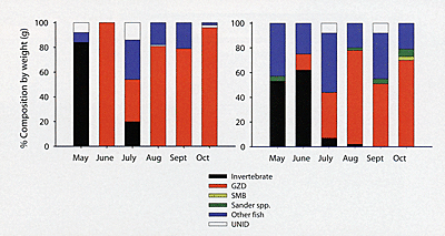 Figure 2. Results from monthly food habits for smallmouth bass (left) and walleye (right) in Lake Sharpe in 2006. Diets for both species were very similar in 2007. GZD = gizzard shad; SMB = smallmouth bass; Sander = walleye and sauger; UNID = unidentifiable.