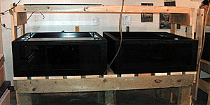 Caption 4: Figure 4. Two of the four observation tanks purchased with funds provided by the Jesse W. West Research Endowment. A lone smallmouth bass anxiously waits for food in the left corner of the tank.